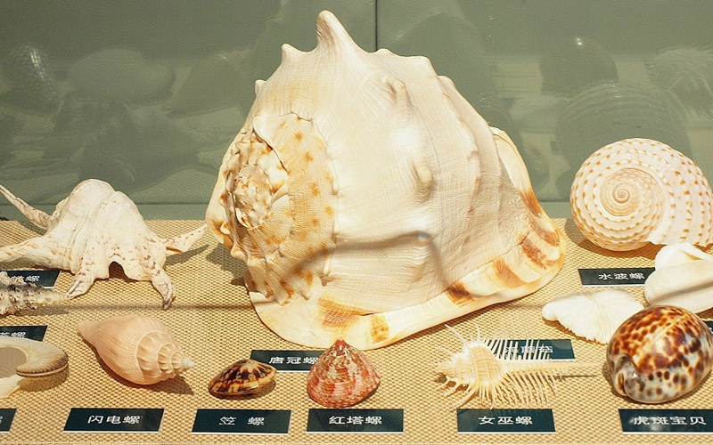 各时期的贝类标本