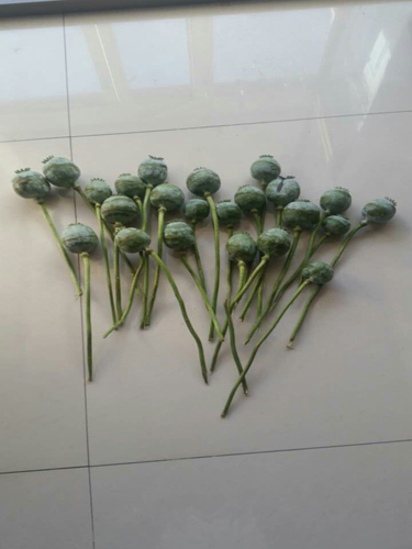 牡丹江市阳明区警方查处一起非法种植罂粟案 