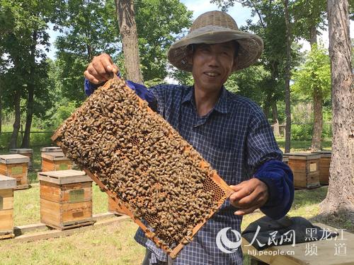 养蜂人收入_图文：追花逐蜜养蜂人