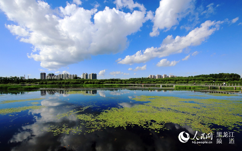 随手拍·夏天:哈尔滨太阳岛湿地风光
