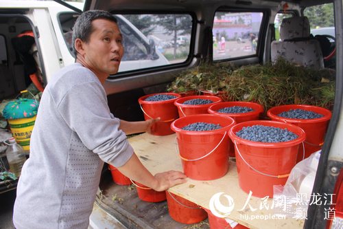 大兴安岭阿木尔林业局手采野生蓝莓果受市场追捧
