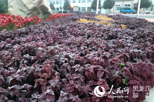 “中国最冷小镇”呼中降温至零下9.9℃达到同期历史极端低温