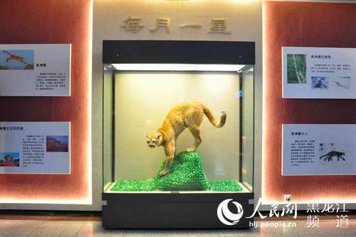 黑龙江省博物馆举办《敏捷的猎手——美洲狮》特展