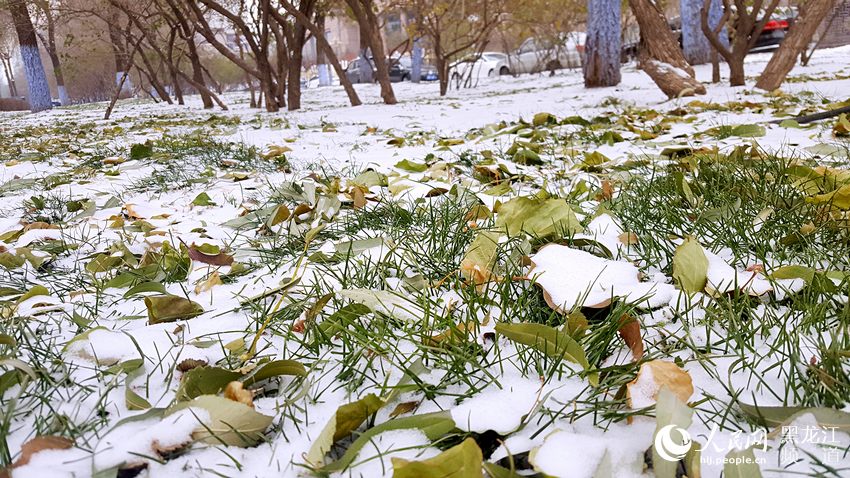 立冬过后哈尔滨本周多降雪天气 8日最低气温降