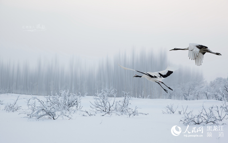 图说龙江:丹顶鹤的故事