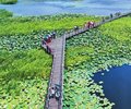 湿地观荷        近日，哈尔滨市周边湿地内的荷花竞相绽放，吸引了来自省内外的众多游客欣赏驻足...