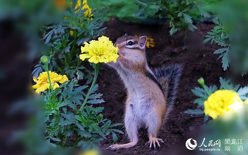 ͼ˵���������빫԰ӭ��С����