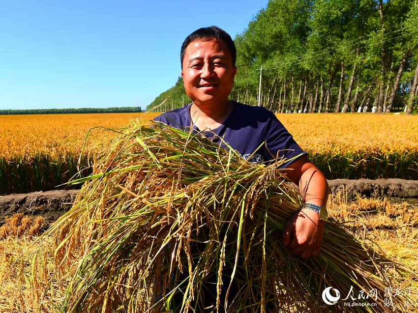 黑龙江北大荒股份友谊分公司水稻喜获丰收。何辉 摄