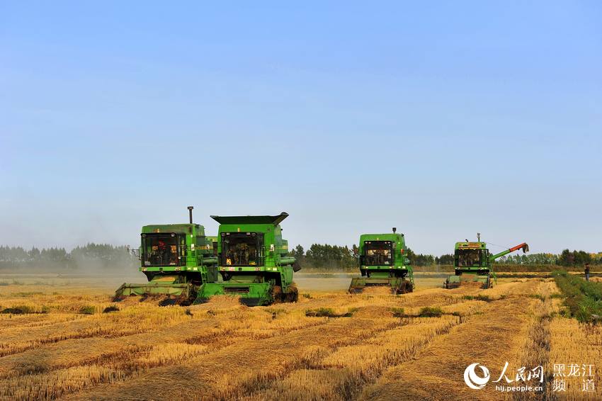 黑龙江垦区大面积开展水稻机收联合作业。何辉 摄