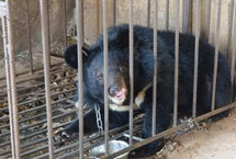 丽江一村民误把熊当狗养3年 发现后被没收
云南丽江一村民在山里救了一只“小狗”，精心喂养，不曾想“小狗”长大后，却被认出是一头黑熊。【详细】
社会热图