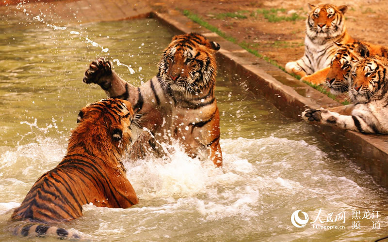 圖說龍江：東北虎水上拳擊賽