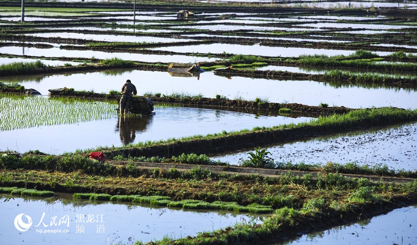 圖說龍江：“中國富硒大米之鄉”方正春播忙