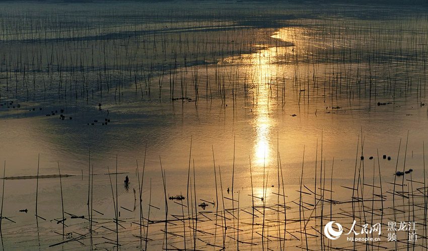 圖說龍江：福建霞浦 鎏金的灘涂