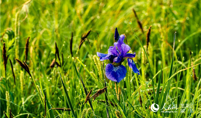 圖說龍江：綽納河國家級保護區馬蘭花開