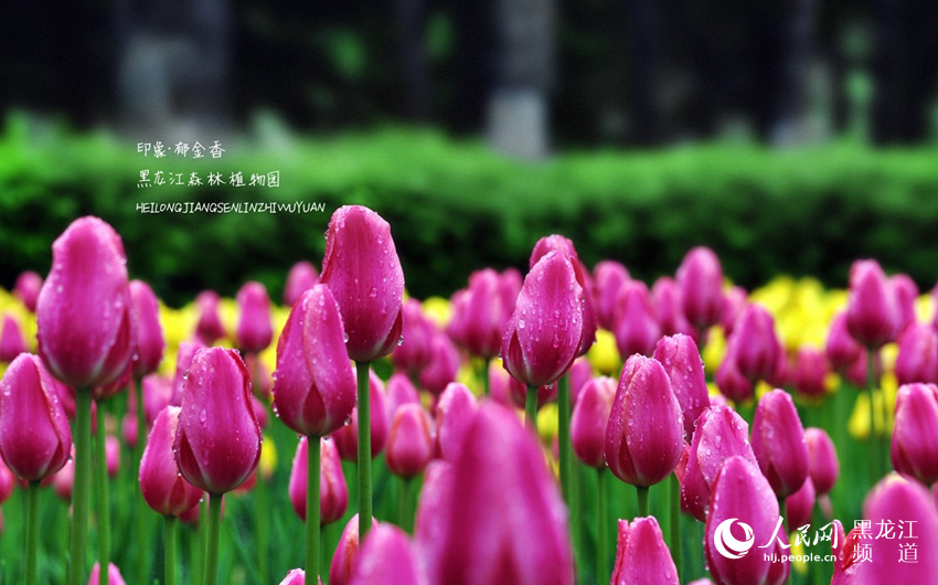圖說龍江：黑龍江省森林植物園郁金香