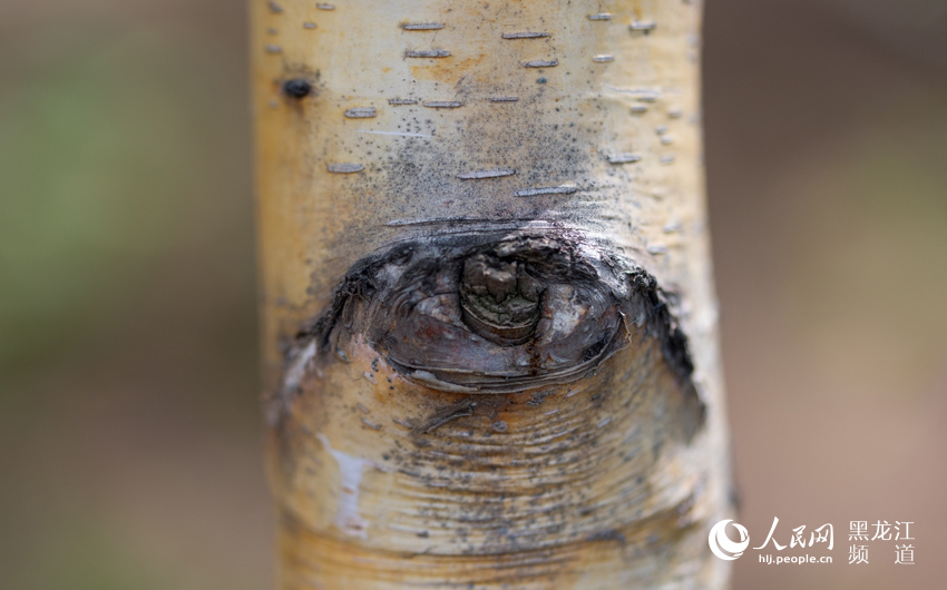 圖說龍江：神奇大自然 樺樹的“眼睛”