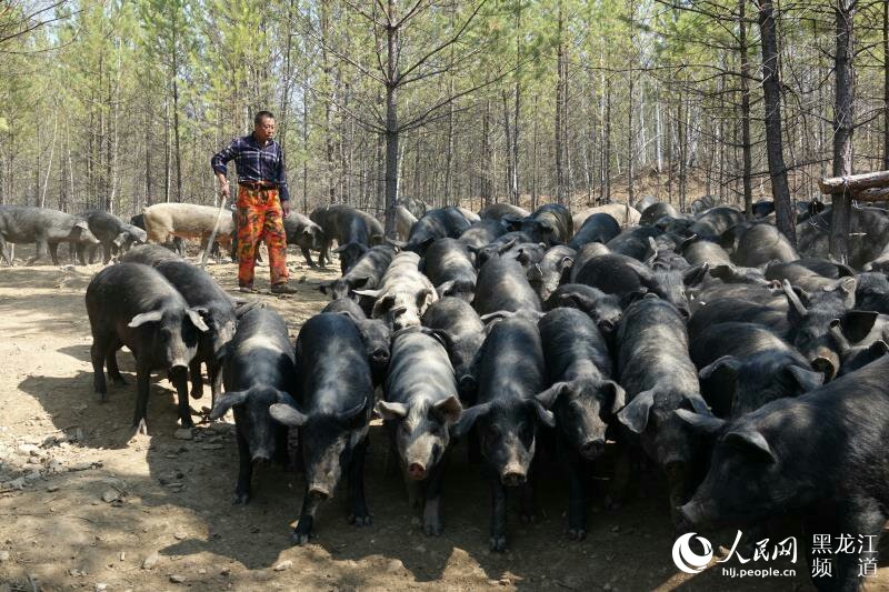 大兴安岭塔河县以管护区经济发展促林区产业转