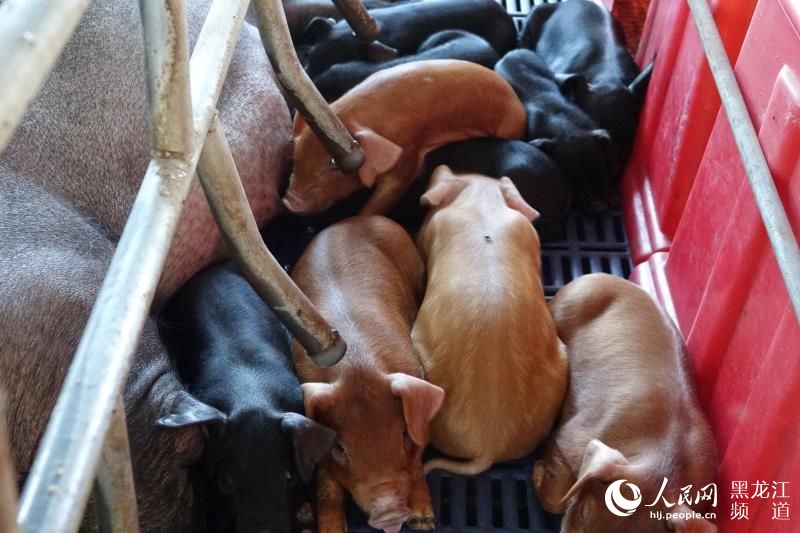 大兴安岭塔河县以管护区经济发展促林区产业转