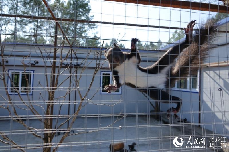 大兴安岭塔河县以管护区经济发展促林区产业转