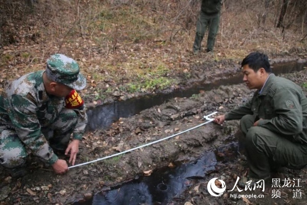 黑龙江穆棱林区：东北虎频繁显踪昭示“王者归来”（图）