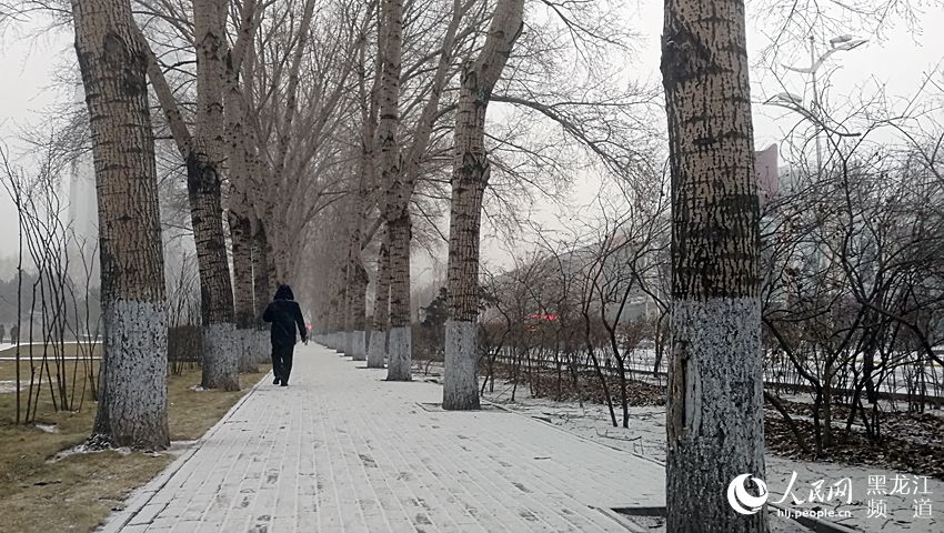 臨近冬至哈爾濱最高氣溫-2℃ 迎來久違的降雪（組圖）