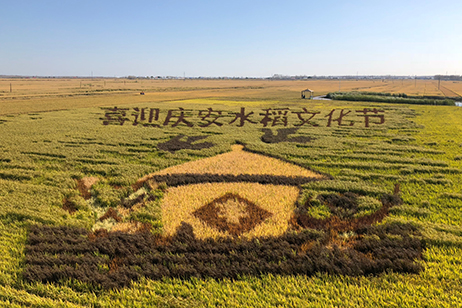 豐收時節的慶安稻作文化公園