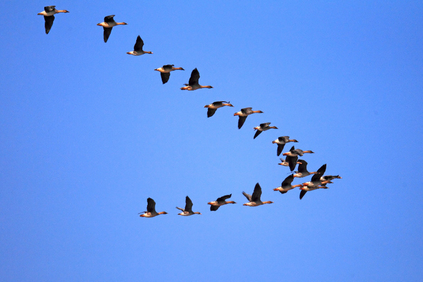 黑龙江省自然教育课堂推出《候鸟的迁徙》专题课程