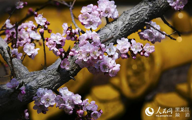 【組圖】連翹、杏花、京桃、榆葉梅組團綻放 哈爾濱進入最美春花季【8】