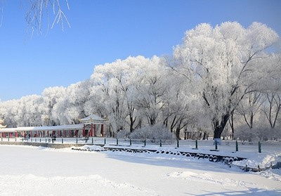 雪后哈爾濱現“樹挂”景觀