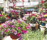 花市春意濃室外春寒料峭，哈爾濱花卉大市場內卻春意漸濃，各色盆栽綠意融融、繁花盛開。