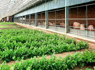 龍江森工集團亞布力林業局有限公司亞布力豬菜同生示范基地。