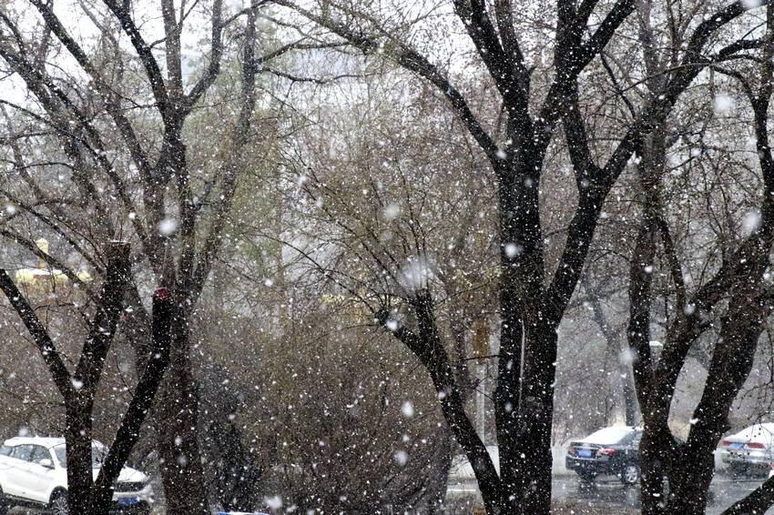 齊齊哈爾市區雪景。李鐵瑞 攝