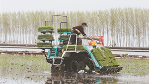 綏化市慶安縣水稻插秧機械化率逾95%