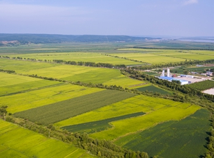 嘉荫县向阳乡水稻种植示范区。