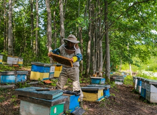 嘉荫县大力发展养蜂产业，农民收入稳步增加。