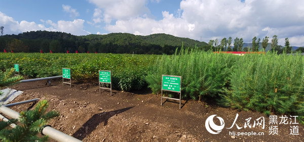 建设产业兴,职工富,生态美的新型林场 黑龙江省林草局召开新型林场