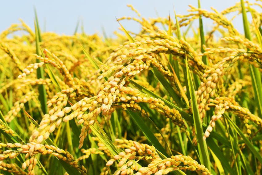黑龙江建三江千万亩水稻进入收获期。北大荒集团建三江分公司供图 