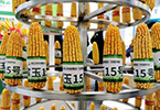 农投集团龙科种业3个玉米新品种通过国家初审