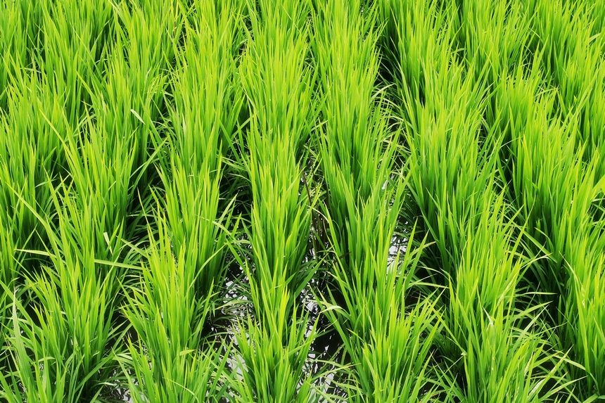 查哈阳农场水稻秧苗长势喜人。