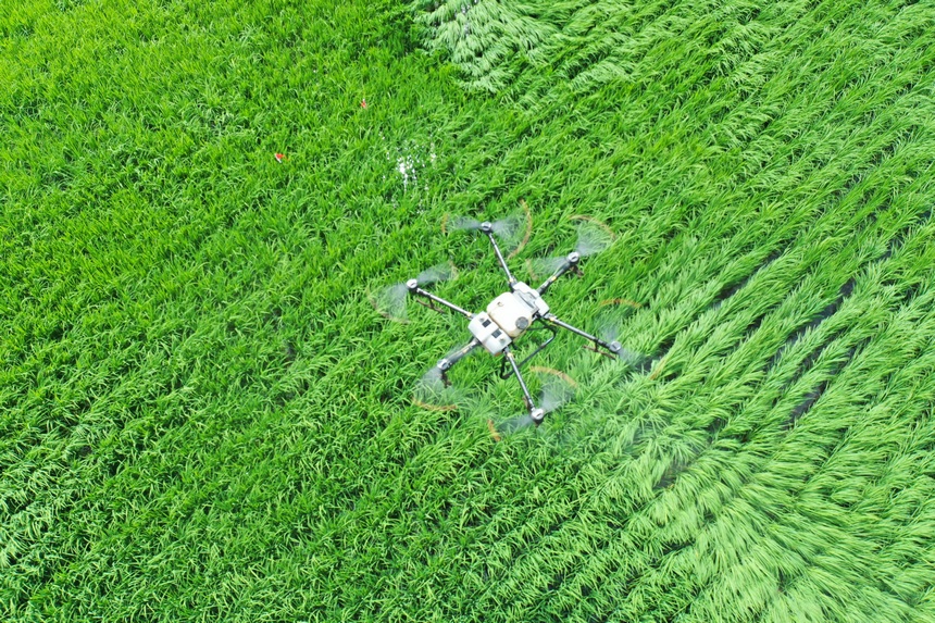 泰来农场水稻田绿浪滚滚。