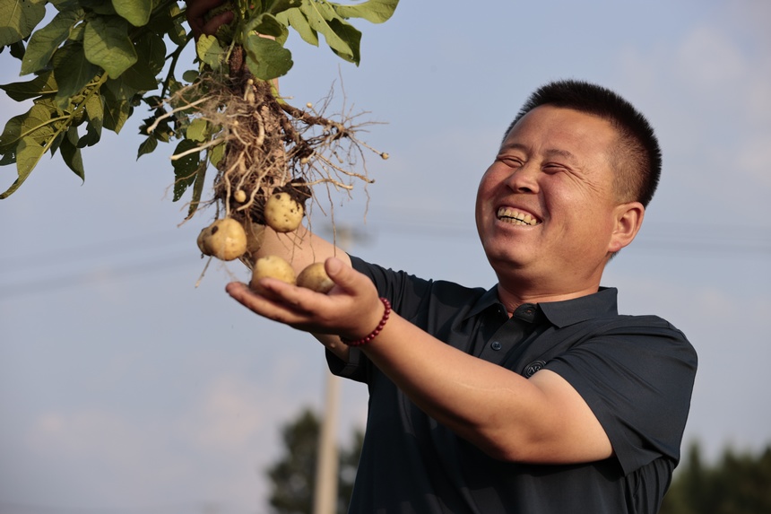 北大荒集團克山農場技術人員跟蹤馬鈴薯田間管理，防病的同時控制植株增長，筑牢馬鈴薯豐收根基。