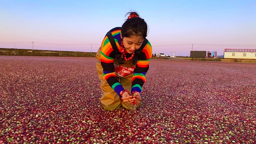 中國最大蔓越莓種植基地迎來最早豐收季【5】