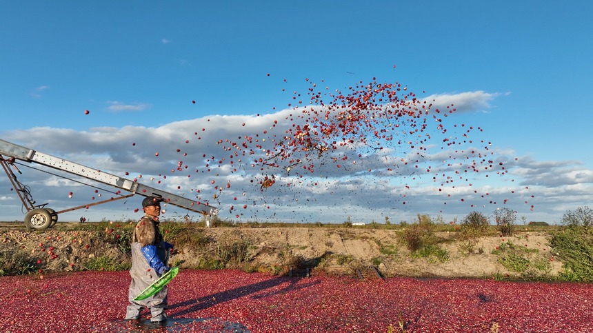 中國最大蔓越莓種植基地迎來最早豐收季【6】