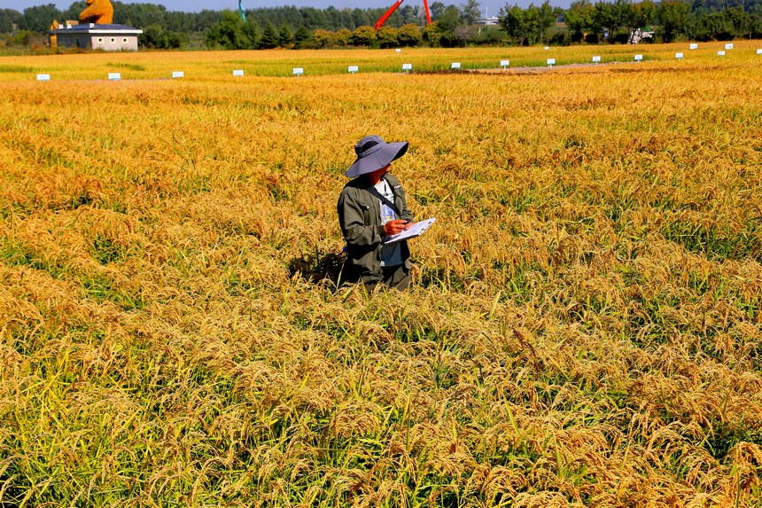 黑龙江省农垦科学院专家在田间考察。