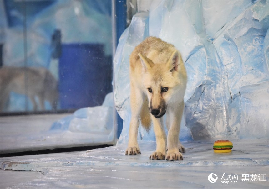 世界首只“克隆北极狼”亮相哈尔滨极地公园