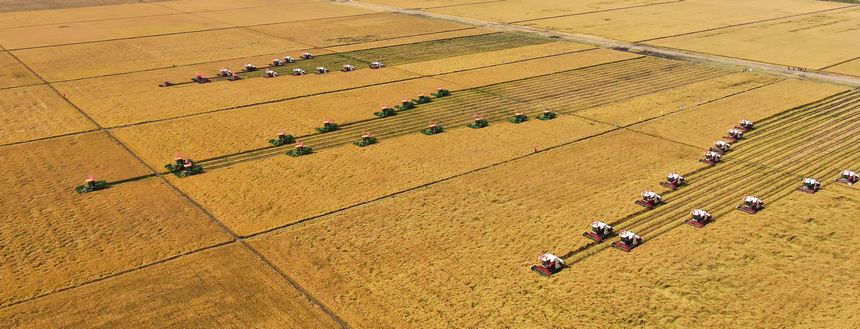 北大荒集团八五三农场收获水稻的壮观场景。 栾居伟 摄