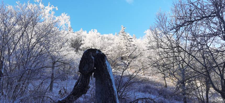 五花山披银装 黑龙江凤凰山迎初雪