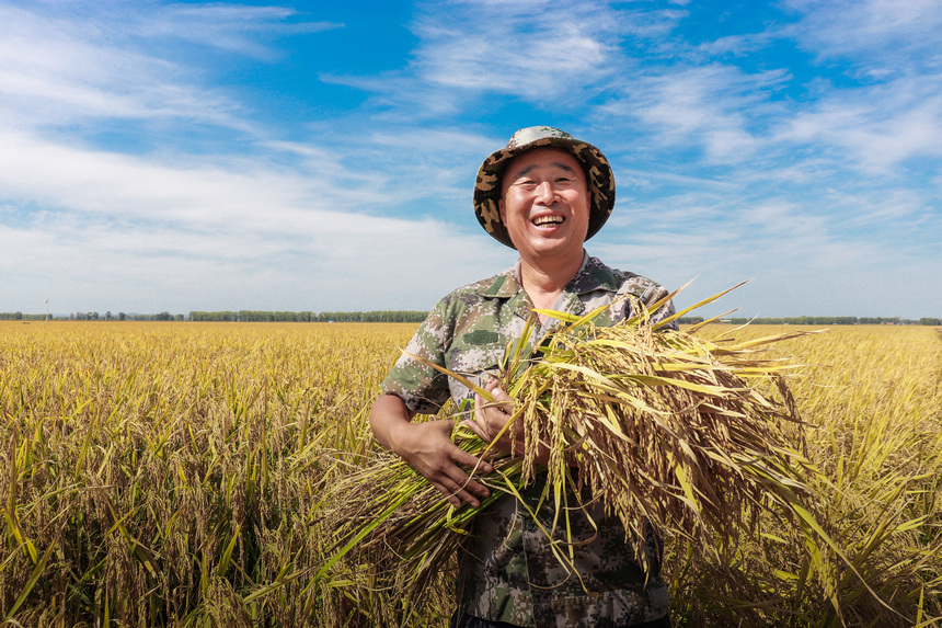 全国五一劳动奖章获得者、全国种粮大户马国强在自家水稻田里，抱着丰收的水稻，脸上笑开了花。徐宏宇摄