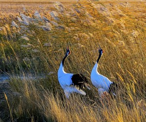 秋来黑龙江扎龙：邂逅美丽丹顶鹤