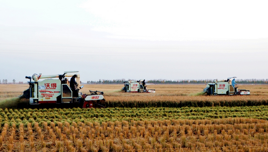 北大荒集团勤得利农场充分发挥机械力量抢收粮食。
